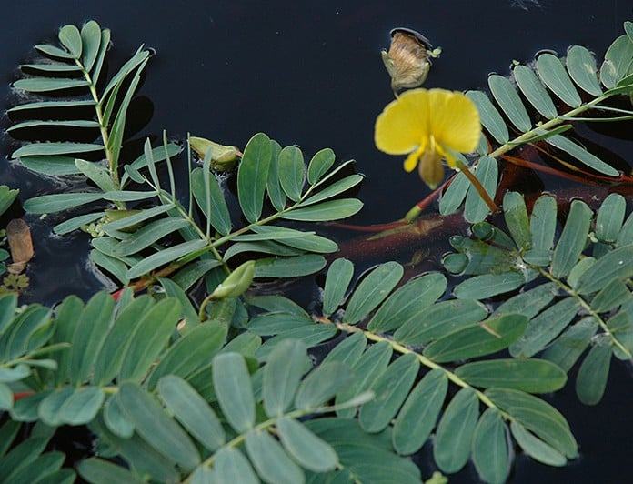 Sensitive Plant Assorted