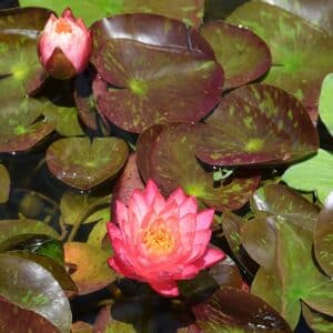 Waterlily Hardy Asst. 8"