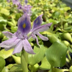 Water Hyacinth/Lettuce