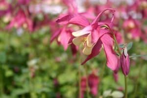 'Spring Magic Rose And Ivory' Columbine