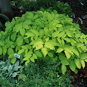 Sun King Aralia