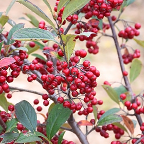 Chokeberry, Red 'Brilliantissima'