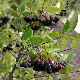 Chokeberry, Black 'Iroquois Beauty'