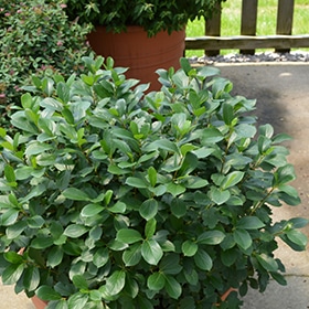 Chokeberry, Black 'Low Scape Mound'