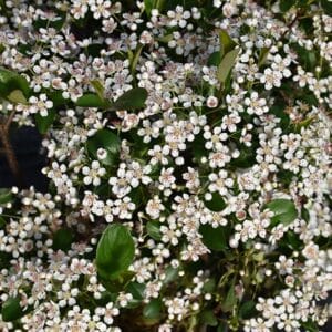 Chokeberry, Black 'Low Scape Snowfire
