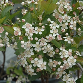 Chokeberry, Black 'Viking'