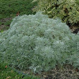 'Silver Mound' Artemisia