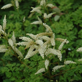 Dwarf Goat's Beard #1