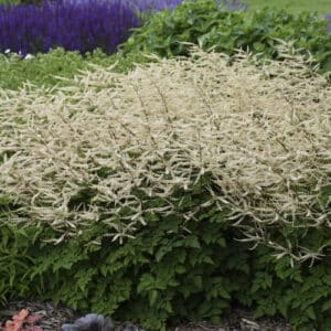 Chantilly Lace' Goat's Beard