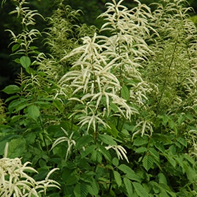 Goat's Beard #1