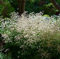 Misty Lace' Goat's Beard