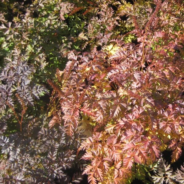 'Noble Spirits' Goat's Beard #1 - Image 2