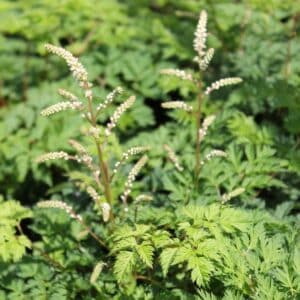 Noble Spirits' Goat's Beard