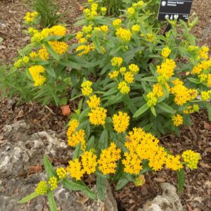 'Hello Yellow' Butterfly Weed