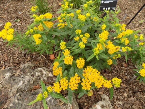 'Hello Yellow' Butterfly Weed