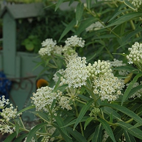 'Ice Ballet' Swamp Milkweed #1