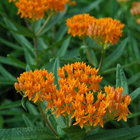 Butterfly Weed
