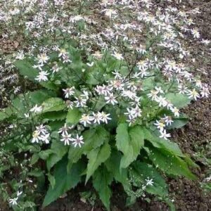 White Wood Aster