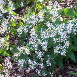 'Eastern Star' Woodland Aster #1