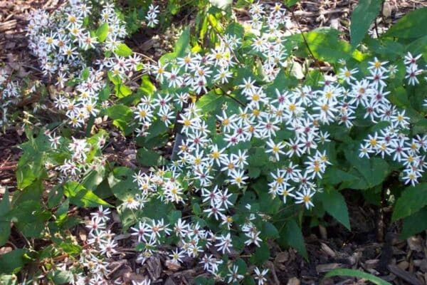 'Eastern Star' Woodland Aster #1