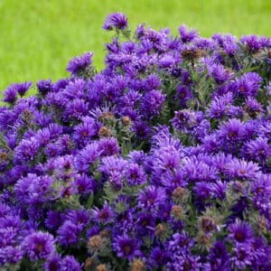 'Grape Crush' Aster