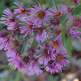 Aster, 'New England'
