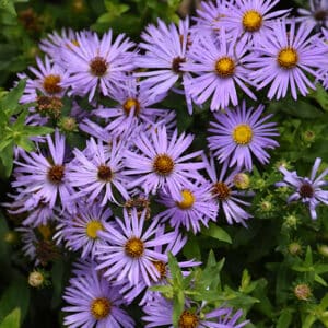 Aster, 'Aromatic' #1