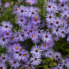'October Skies' Aromatic Aster