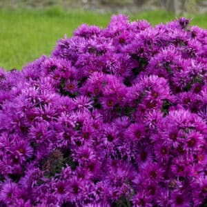 'Pink Crush' Aster