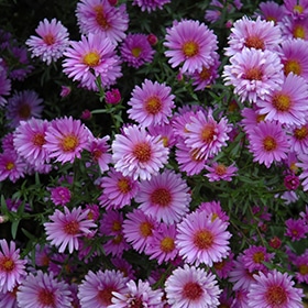 'Purple Dome' Aster