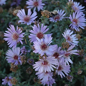 Wood's Blue' Aster