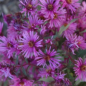 Wood's Pink' Aster