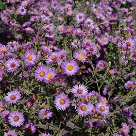 Wood's Purple' Aster