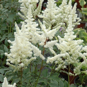 'Bridal Veil' Astilbe #1
