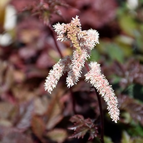 'Chocolate Shogun' Astilbe