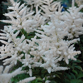 'Deutschland' Astilbe
