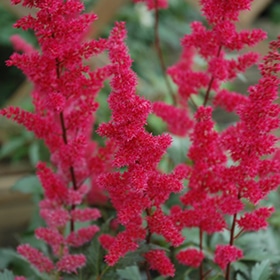'Fanal' Astilbe #1