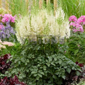 'Lowlands White' Astilbe