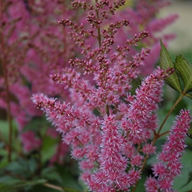 'Maggie Daley' Chinese Astilbe