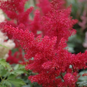 'Montgomery' Astilbe #1