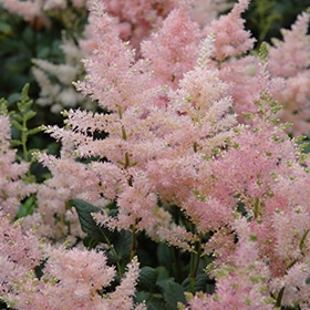 'Peach Blossom' Astilbe