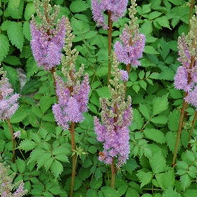 Dwarf Astilbe