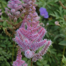 Purple Candles Astilbe