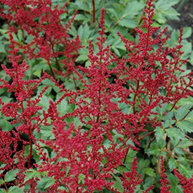 'Red Sentinel' Astilbe