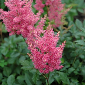 'Rheinland Astilbe'