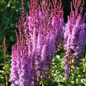 'Superba' Astilbe