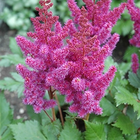 'Visions' Astilbe