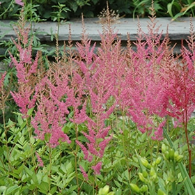 'Visions In Pink' Astilbe