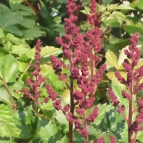 'Visions In Red' Astilbe
