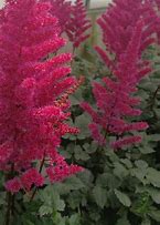 'Vision Volcano'   Astilbe